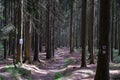 The Forest of Friedrichroda in Thuringia with sun Royalty Free Stock Photo
