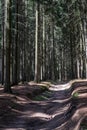 The Forest of Friedrichroda in Thuringia with sun Royalty Free Stock Photo