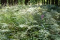 The Forest of Friedrichroda in Thuringia with sun