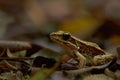 Forest frog in brown leaf covered ground Royalty Free Stock Photo