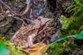 Forest brown frog closeup in natural environment