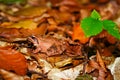 Forest frog , toad in the color of autumn leaves Royalty Free Stock Photo