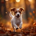 Forest frolic Jack Russell terrier puppy in spirited autumn play