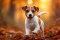 Forest frolic Jack Russell terrier puppy in spirited autumn play