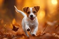 Forest frolic Jack Russell terrier puppy in spirited autumn play