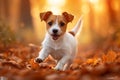 Forest frolic Jack Russell terrier puppy in spirited autumn play