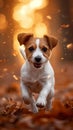 Forest frolic Jack Russell terrier puppy in spirited autumn play