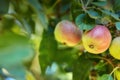 Forest, fruit and apple on trees in farm for agriculture, orchard farming and harvesting. Nature, sustainability and Royalty Free Stock Photo