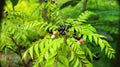 forest fruit and small black seeds.Black bitter cherries in the tree surrounded by green leaves Royalty Free Stock Photo