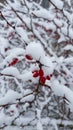 Forest fruits in the process of ripening with falling snow Royalty Free Stock Photo