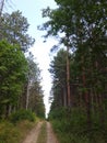 Forest of pines in Fruska Gora National Park