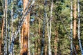 Forest, full of birch and pine trees, plays with shadows Royalty Free Stock Photo