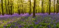 Forest full of bluebells flowers