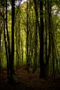 Forest full of greenery during a late summer morning with sunlight shining through the branches of the trees Royalty Free Stock Photo