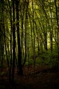 Forest full of greenery during a late summer morning with sunlight shining through the branches of the trees Royalty Free Stock Photo