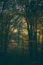 Forest full of greenery during a late summer morning with sunlight shining through the branches of the trees Royalty Free Stock Photo