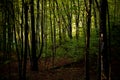 Forest full of greenery during a late summer morning with sunlight shining through the branches of the trees Royalty Free Stock Photo