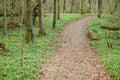 Forest, full of wood anemones in spring day. The path in the middle