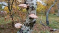 Forest fungi growing on tree