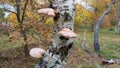 Forest fungi growing on tree