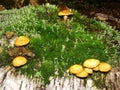 Forest fungi marasmius torquescens  growing on a rotten tree stump in late summer. Royalty Free Stock Photo