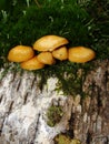 Forest fungi  marasmius torquescens  growing on a rotten tree stump in late summer. Royalty Free Stock Photo