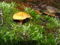 Forest fungi marasmius torquescens  growing on a rotten tree stump in late summer. Royalty Free Stock Photo