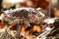 Forest fungus Royalty Free Stock Photo