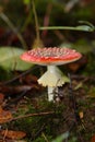 Forest fungus Amanita muscaria Royalty Free Stock Photo