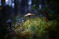 Forest, fungus,autumn, the last of the mushrooms are poisonous