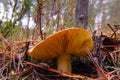 Forest, fungus,autumn, the last of the mushrooms are poisonous