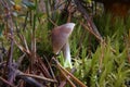 Forest, fungus,autumn, the last of the mushrooms are poisonous