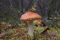 Forest, fungus,autumn, the last of the mushrooms are poisonous