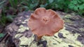 Forest fungus that bloomed in winter time