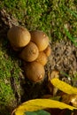 Forest fungus. Common puffball mushroom - Lycoperdon perlatum - growing in green moss in the autumn forest