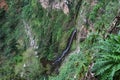 Forest in Garajonay National Park, La Gomera