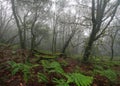 Forest in Garajonay National Park, La Gomera