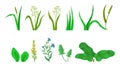 Forest and garden flowers and grass isolated on white vector set Royalty Free Stock Photo