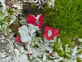 Forest garden with lichens Royalty Free Stock Photo