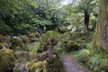Forest garden with tree ferns near Cork, County Cork
