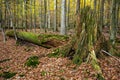 Forest in Germany