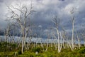 Ghostly dead trees under dramatic skies in the Otways in Australia Royalty Free Stock Photo