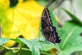 Forest Giant Blue morpho butterfly Royalty Free Stock Photo