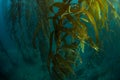 Forest of Giant Kelp in California Royalty Free Stock Photo
