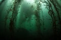 Forest of Giant Kelp in California Waters Royalty Free Stock Photo