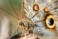 Forest Giant Owl Butterfly