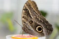 Forest Giant Owl butterfly (Caligo Eurilochus) Royalty Free Stock Photo