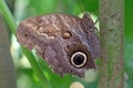 Forest Giant Owl Butterfly, caligo eurilochus