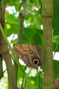 Forest Giant Owl Butterfly, caligo eurilochus