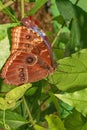 Forest Giant Owl Butterfly at rest on a leaf Royalty Free Stock Photo